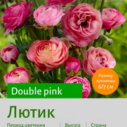  Лютик (Ranunculus) Double pink